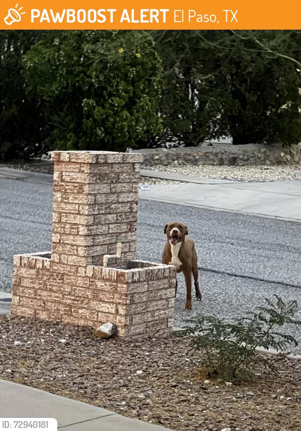 Found/Stray Female Dog last seen Near franklin high school, El Paso, TX 79912