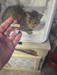 Found/Stray Female Cat last seen Sagewood and Rosewood, Oceanside, CA 92056
