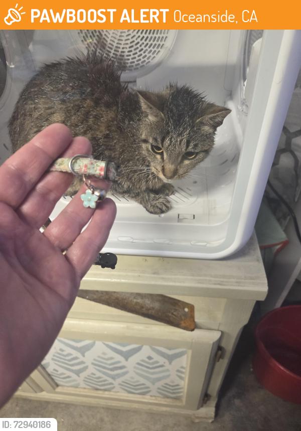 Found/Stray Female Cat last seen Sagewood and Rosewood, Oceanside, CA 92056