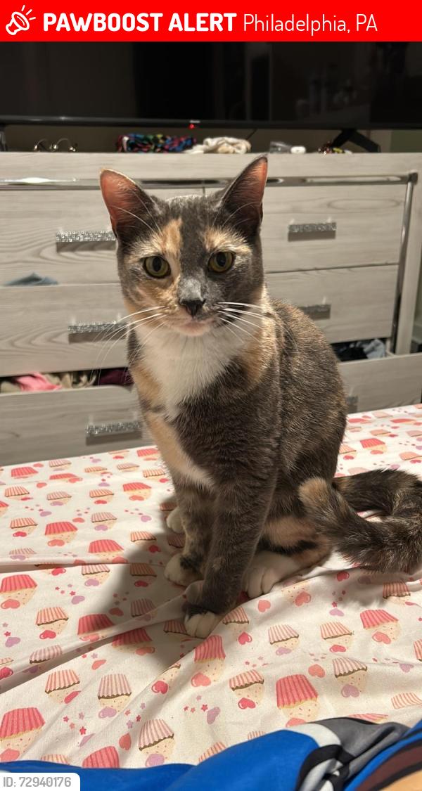Lost Female Cat last seen 62nd Street and Stiles St m, Philadelphia 19151, Philadelphia, PA 19132
