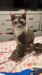 Lost Female Cat last seen 62nd Street and Stiles St m, Philadelphia 19151, Philadelphia, PA 19132