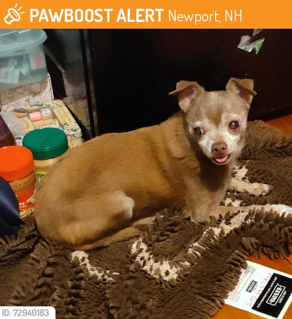Found/Stray Male Dog last seen Main Street , Newport, NH 03773