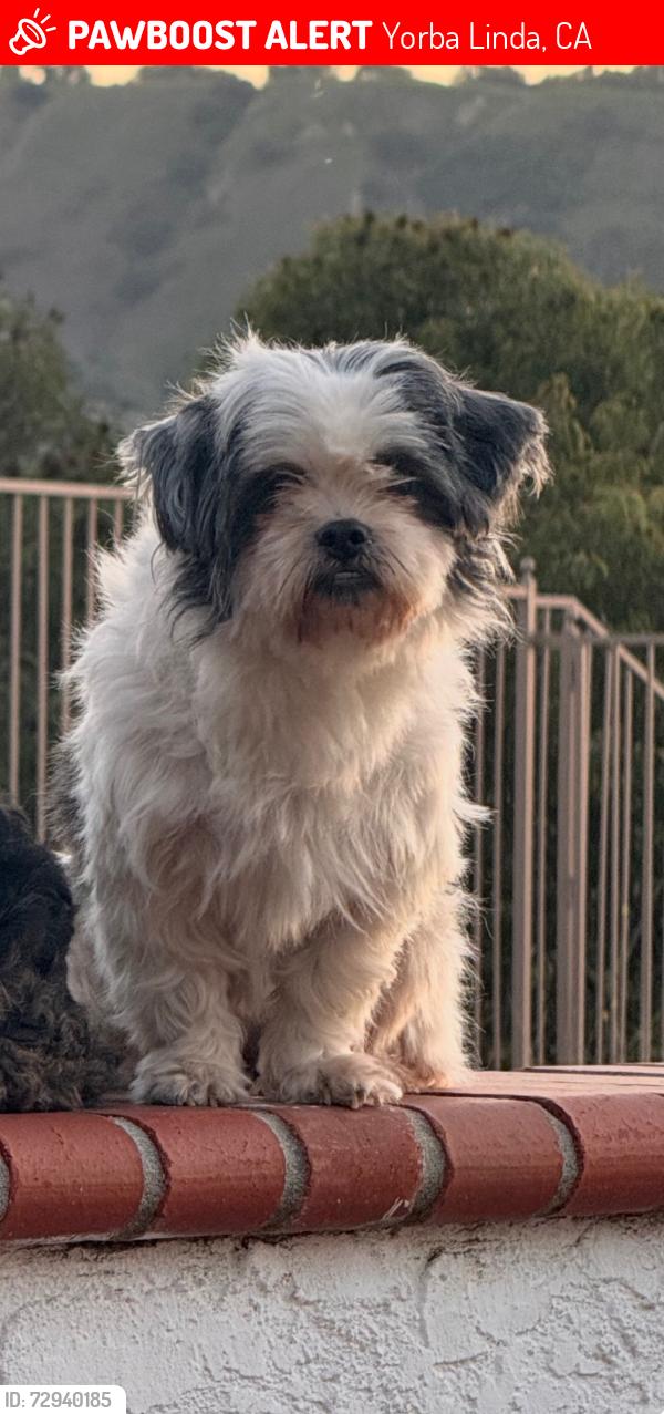 Lost Female Dog last seen Near via lenardo yorba linda, Yorba Linda, CA 92887