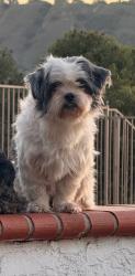 Lost Female Dog last seen Near via lenardo yorba linda , Yorba Linda, CA 92887
