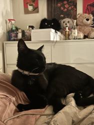 Found/Stray Male Cat last seen las palmaritas, el camino, Phoenix, AZ 85051