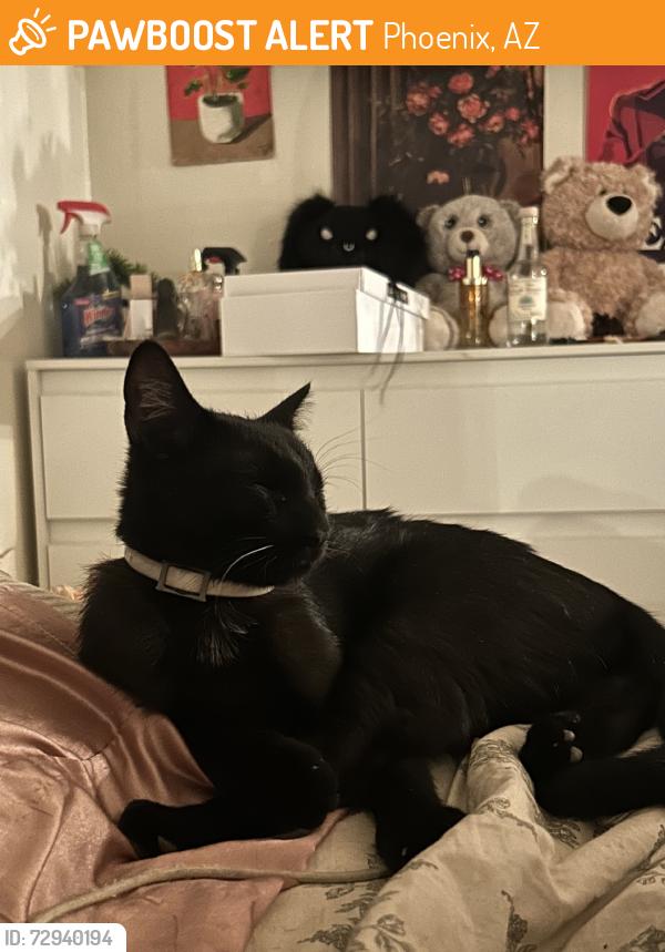 Found/Stray Male Cat last seen las palmaritas, el camino, Phoenix, AZ 85051