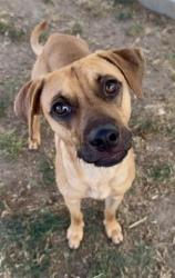 Shelter Stray Male Dog last seen Near BLOCK EDISON HWY, BAKERSFIELD CA 93307, Bakersfield, CA 93308