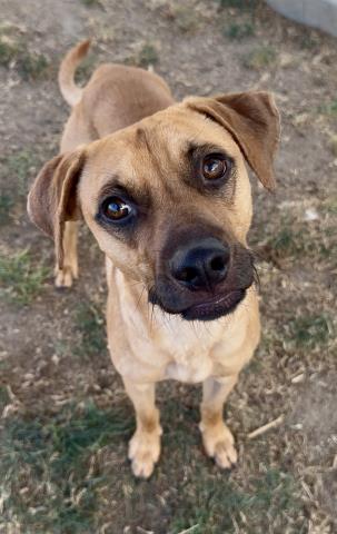 Shelter Stray Male Dog last seen Near BLOCK EDISON HWY, BAKERSFIELD CA 93307, Bakersfield, CA 93308