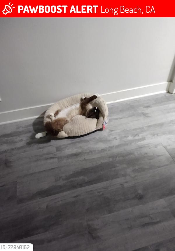Lost Male Cat last seen 67th & Long Beach Blvd, LB, CA 90805, Long Beach, CA 90805