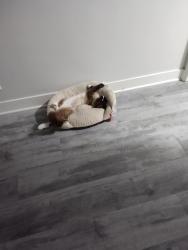 Lost Male Cat last seen 67th & Long Beach Blvd, LB, CA 90805, Long Beach, CA 90805