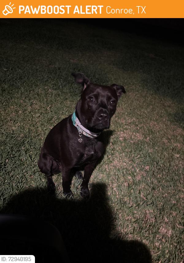 Rehomed Female Dog last seen The silo neighborhood off 1484, Conroe, TX 77303