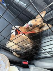 Reunited Male Dog last seen S Cushman Ave, Tacoma, WA, USA, Tacoma, WA 98418