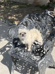 Lost Female Dog last seen Juniper Ave, Fontana, CA 92335