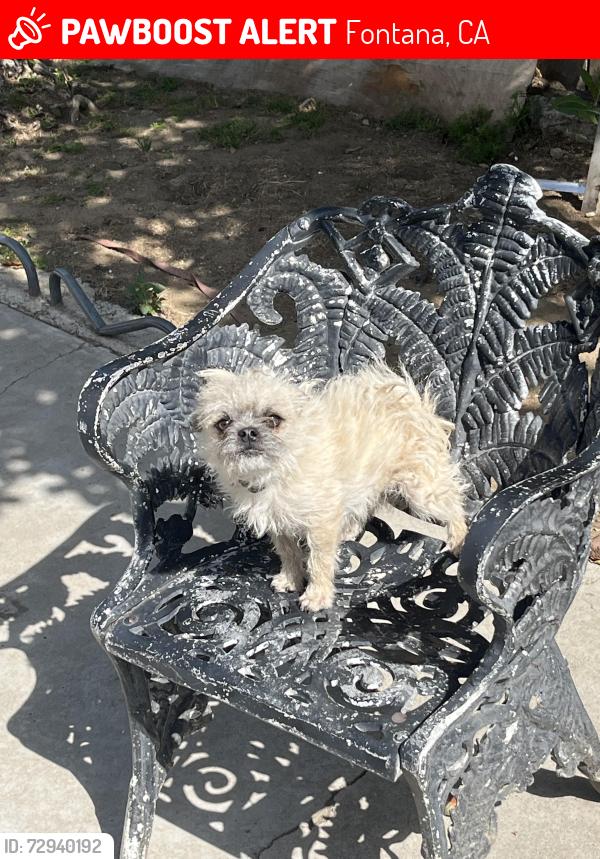 Lost Female Dog last seen Juniper Ave, Fontana, CA 92335