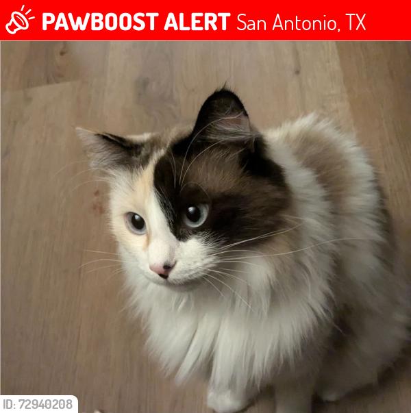 Lost Female Cat last seen Forest by Pieper high school, San Antonio, TX 78260