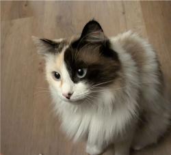 Lost Female Cat last seen Forest by Pieper high school, San Antonio, TX 78260