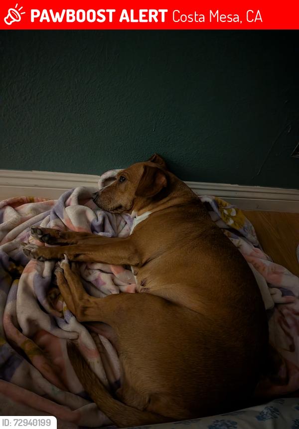Lost Female Dog last seen South coast drive and fairview next to the triple a mailing center parking off of the exit of the 405, Costa Mesa, CA 92626