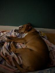 Lost Female Dog last seen South coast drive and fairview next to the triple a mailing center parking off of the exit of the 405, Costa Mesa, CA 92626