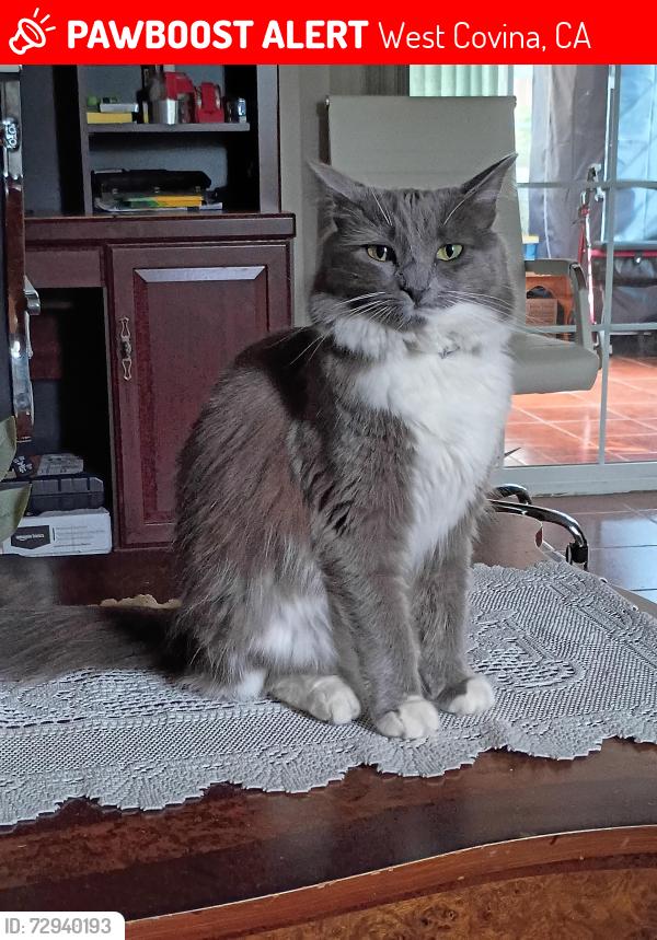 Lost Female Cat last seen La Puente rd, West Covina, CA 91792