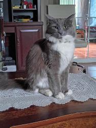 Lost Female Cat last seen La Puente rd, West Covina, CA 91792