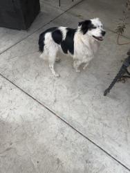Found/Stray Unknown Dog last seen Locust and orangeway, Fontana, CA 92335