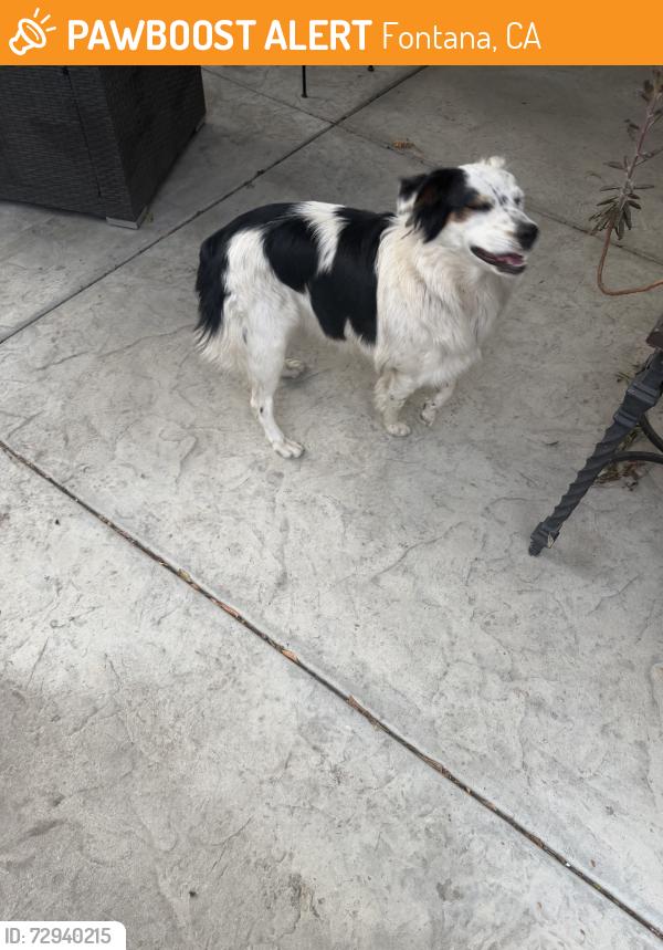Found/Stray Unknown Dog last seen Locust and orangeway, Fontana, CA 92335