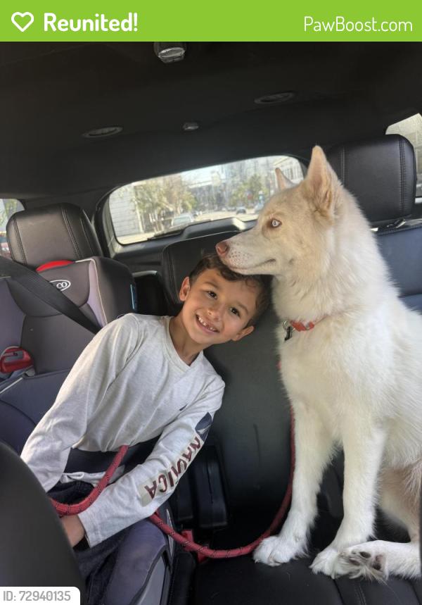 Reunited Female Dog last seen 31st St, San Diego, CA 92104, San Diego, CA 92104