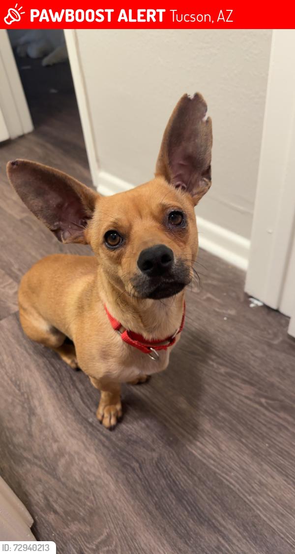 Lost Male Dog last seen Ina & Mona Lisa , Tucson, AZ 85741