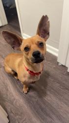 Lost Male Dog last seen Ina & Mona Lisa , Tucson, AZ 85741