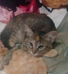 Reunited Female Cat last seen Rua murilo de matos faria com Rua Arthur saboia, Cidade Boa Vista, SP 08693-060