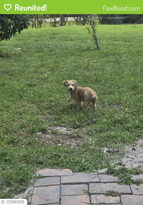 Reunited Male Dog last seen Seminole Pratt Whitney and East Alan Black , The Acreage, FL 33470