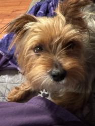 Reunited Female Dog last seen South St, Richmond, CA 94804, USA, Richmond, CA 94804