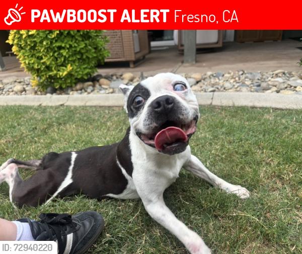 Lost Male Dog last seen Fraint , Fresno, CA 93720