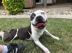 Lost Male Dog last seen Fraint , Fresno, CA 93720