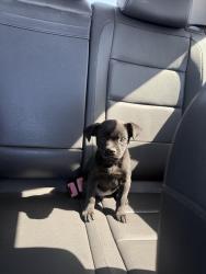 Lost Male Dog last seen 59th missouri, Glendale, AZ 85301