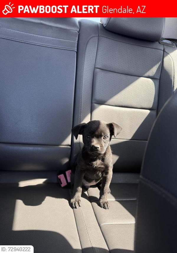 Lost Male Dog last seen 59th missouri, Glendale, AZ 85301