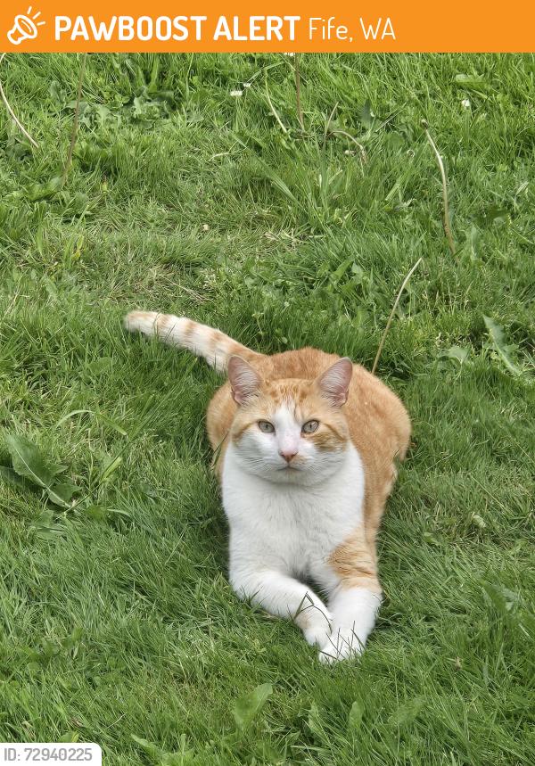 Found/Stray Male Cat last seen 46th ave E, Fife, WA 98424
