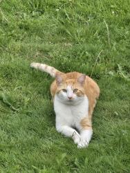 Found/Stray Male Cat last seen 46th ave E, Fife, WA 98424