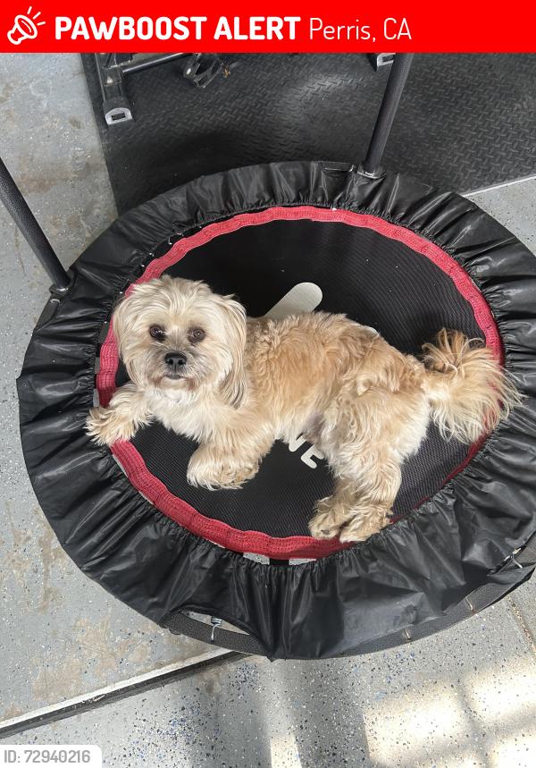 Lost Male Dog last seen Near Monument Pkwy Perris, CA 92570 United States, Perris, CA 92570