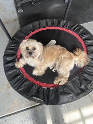Lost Male Dog last seen Near Monument Pkwy Perris, CA  92570 United States, Perris, CA 92570