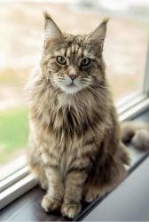 Lost Female Cat last seen University High School , Spokane Valley, WA 99206