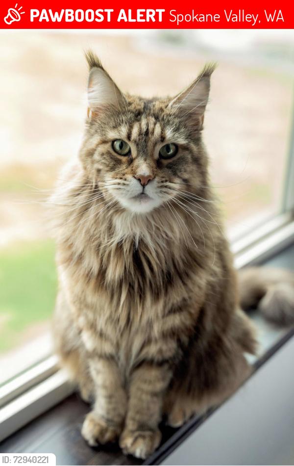Lost Female Cat last seen University High School, Spokane Valley, WA 99206