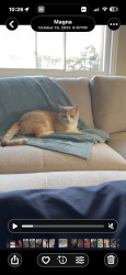 Lost Male Cat last seen Reams, Magna, UT 84044