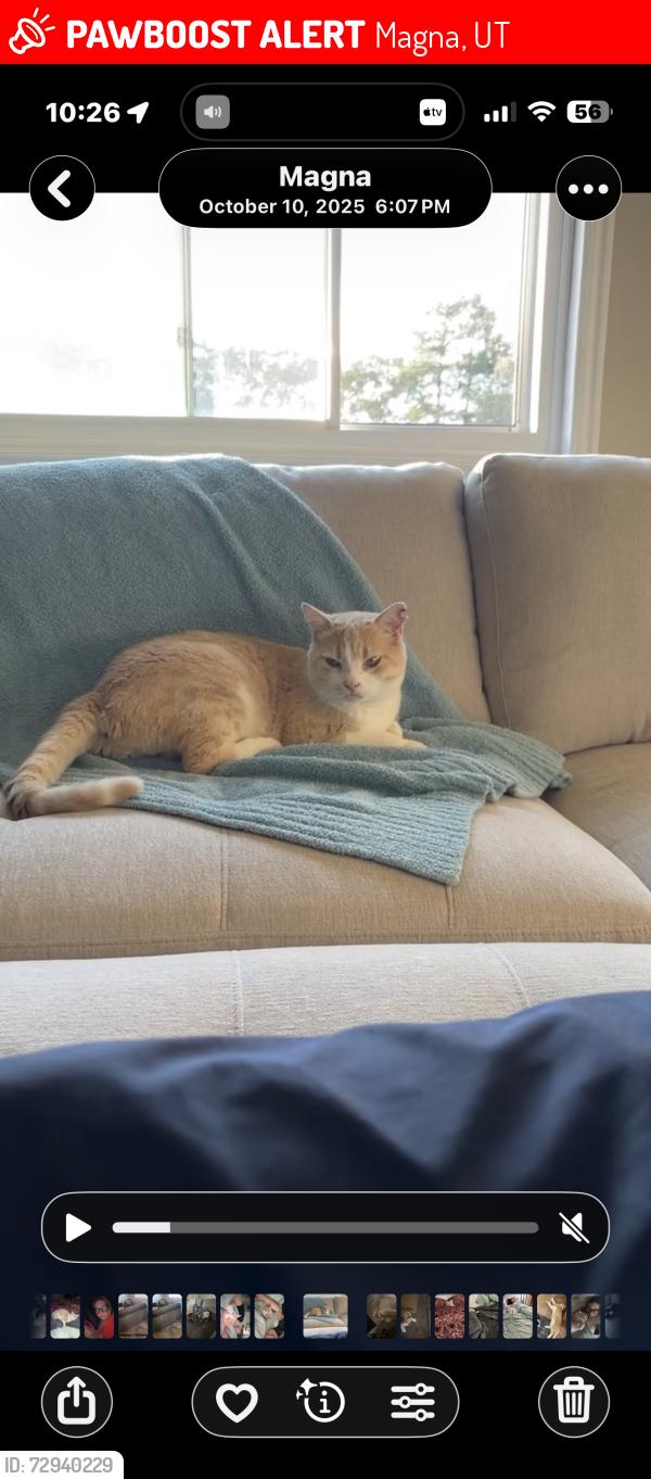 Lost Male Cat last seen Reams, Magna, UT 84044