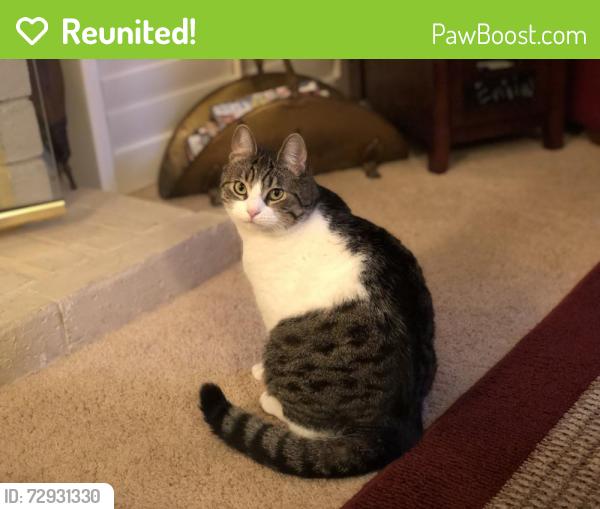 Reunited Female Cat last seen Bastenchury andValencia Ave in Placentia Ca, Placentia, CA 92870