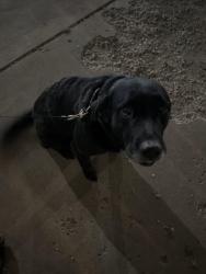 Reunited Male Dog last seen 93rd, Lubbock, TX 79424