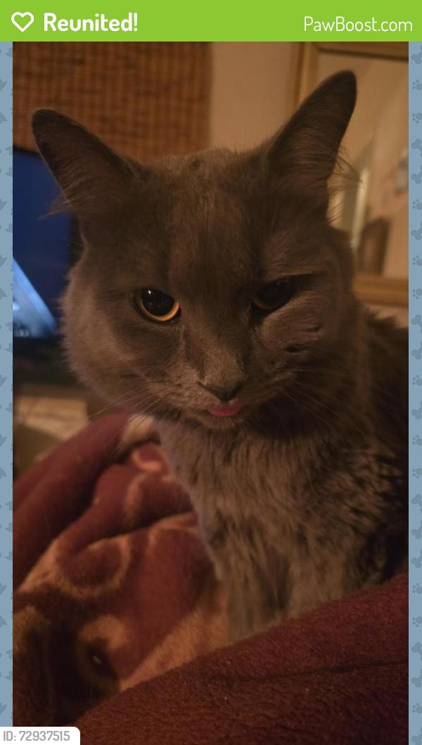Reunited Male Cat last seen Between Villeneuve and Mont Royal, Montréal, QC H2T 1Y6