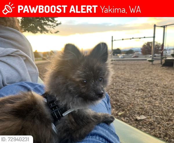 Lost Male Dog last seen Near the target area  , Yakima, WA 98901