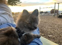 Lost Male Dog last seen Near the target area  , Yakima, WA 98901