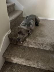 Lost Male Dog last seen Chalk mountain and old Burleson rd, Fort Worth, TX 76140